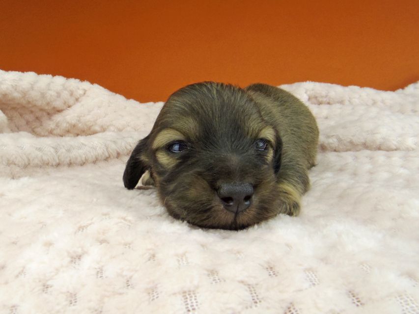 カニンヘン ダックスフンド トマトkk & 竹千代の子犬 イエロー（クリーム） 男の子