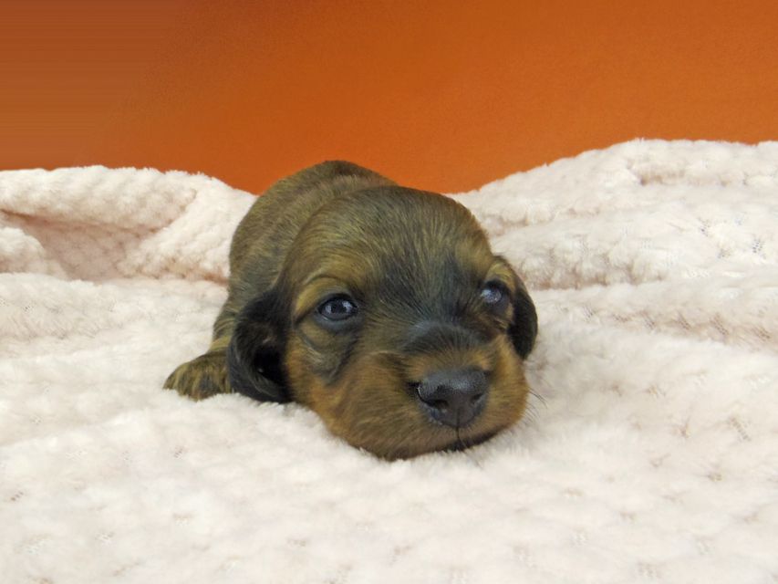 カニンヘン ダックスフンド トマトkk & 竹千代の子犬 レッド 女の子