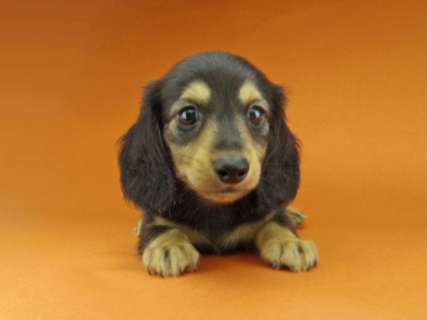 カニンヘン ダックスフンド ソフィア & ジムダンディの子犬 ブラックイエロー（ブラッククリーム） 男の子
