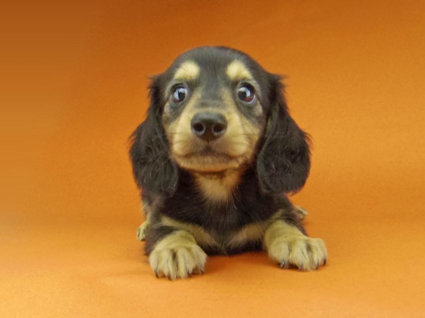 カニンヘン ダックスフンド ソフィア & ジムダンディの子犬 ブラックイエロー（ブラッククリーム） 男の子
