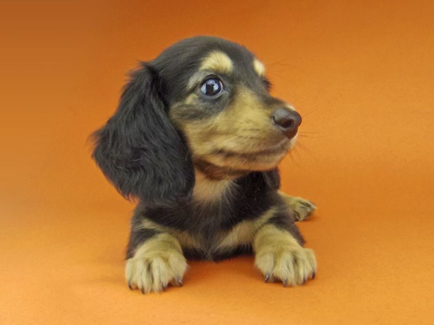 カニンヘン ダックスフンド ソフィア & ジムダンディの子犬 ブラックイエロー（ブラッククリーム） 男の子