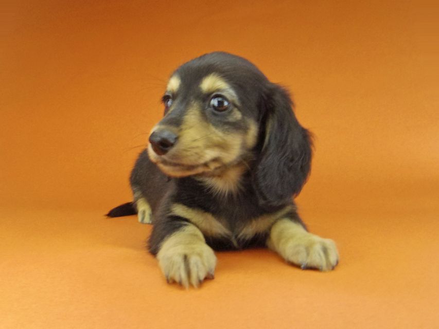 カニンヘン ダックスフンド ソフィア & ジムダンディの子犬 ブラックイエロー（ブラッククリーム） 男の子