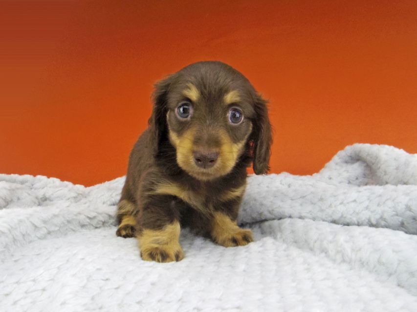 カニンヘン ダックスフンド 小町hp & ブルースの子犬 チョコイエロー（チョコクリーム） 女の子