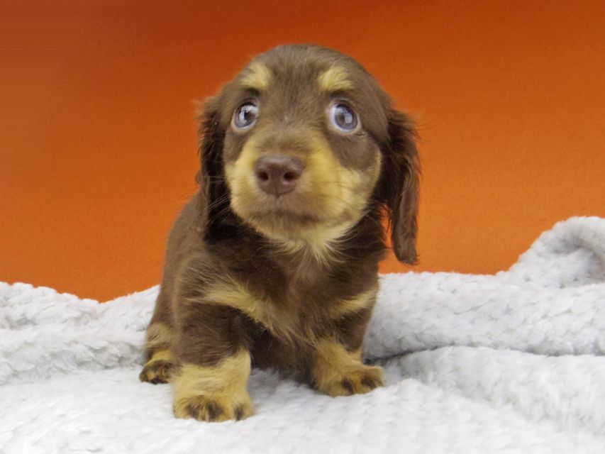 カニンヘン ダックスフンド 小町hp & ブルースの子犬 チョコイエロー（チョコクリーム） 女の子