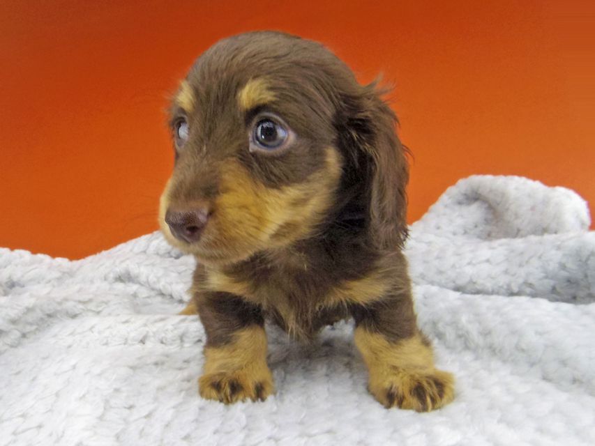 カニンヘン ダックスフンド 小町hp & ブルースの子犬 チョコイエロー（チョコクリーム） 女の子
