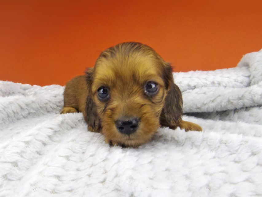 カニンヘン ダックスフンド アンナ & 竹千代の子犬 レッド 男の子_IGP6273 カニンヘン ダックスフンド アンナ & 竹千代の子犬 レッド 男の子