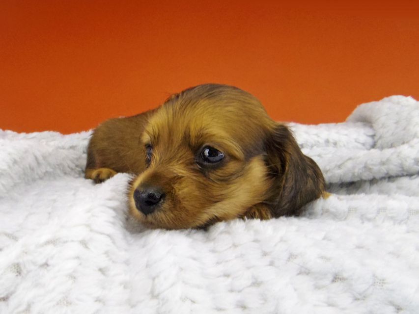 カニンヘン ダックスフンド アンナ & 竹千代の子犬 レッド 男の子_IGP6275 カニンヘン ダックスフンド アンナ & 竹千代の子犬 レッド 男の子