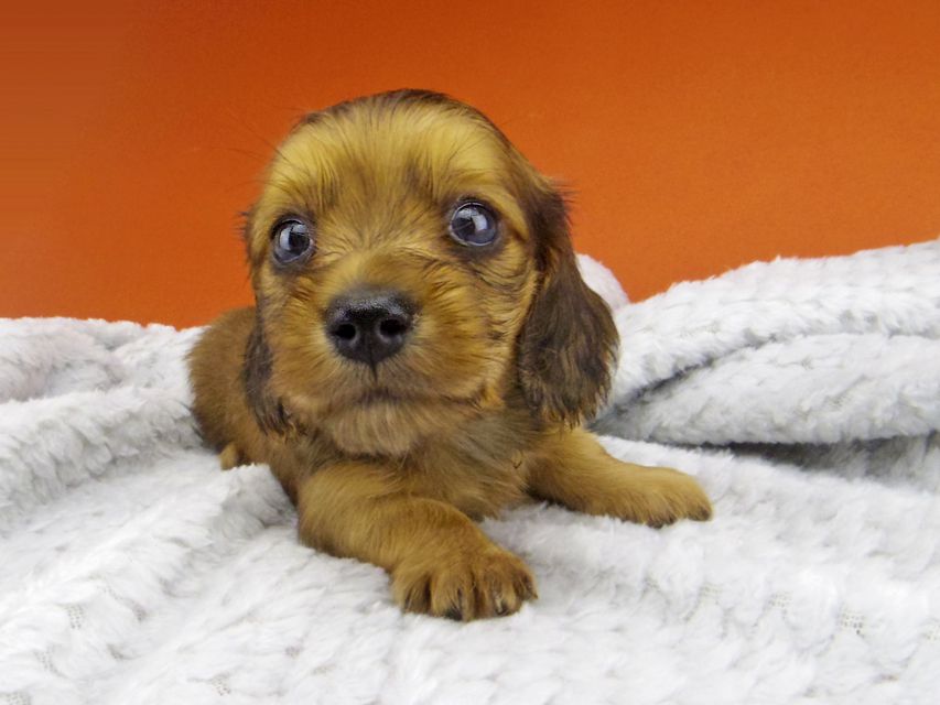 カニンヘン ダックスフンド アンナ & 竹千代の子犬 レッド 男の子_IGP6276 カニンヘン ダックスフンド アンナ & 竹千代の子犬 レッド 男の子