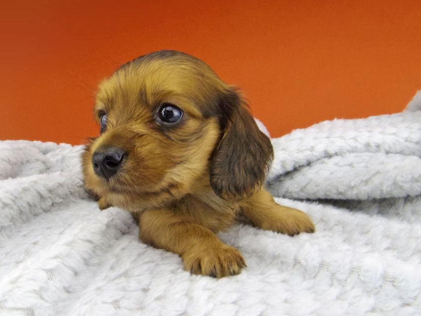 カニンヘン ダックスフンド アンナ & 竹千代の子犬 レッド 男の子_IGP6277 カニンヘン ダックスフンド アンナ & 竹千代の子犬 レッド 男の子