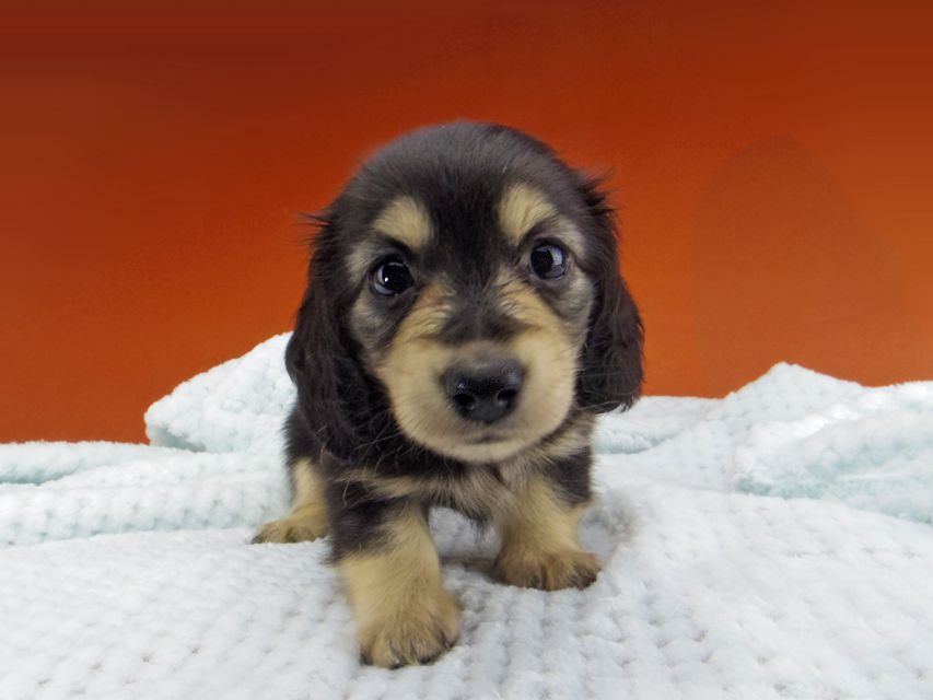 カニンヘン ダックスフンド コリン & スカッシュの子犬 ブラックイエロー（ブラッククリーム） 女の子