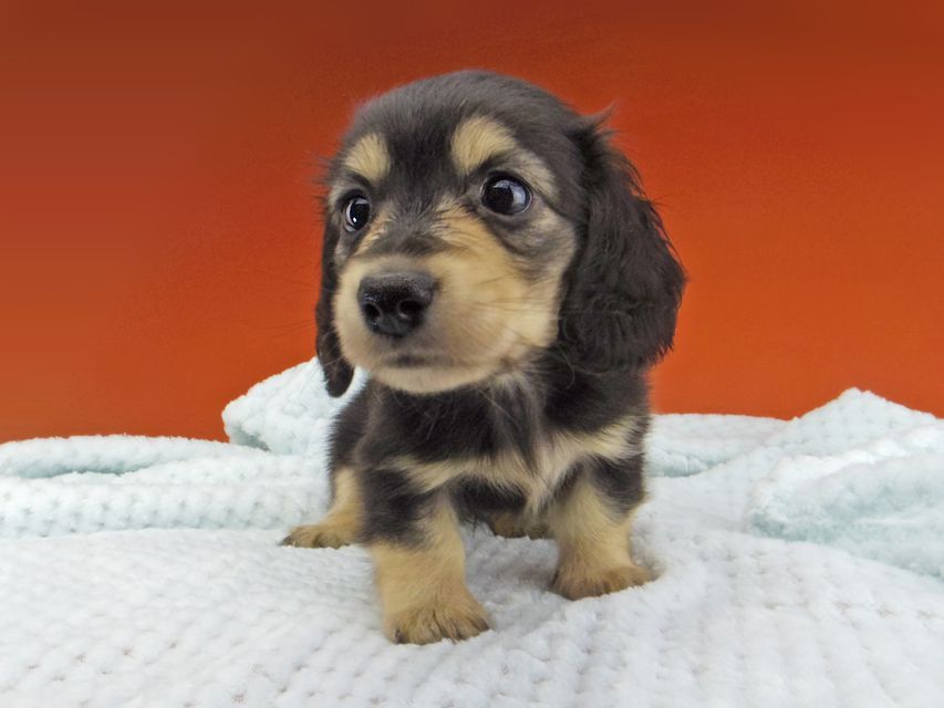 カニンヘン ダックスフンド コリン & スカッシュの子犬 ブラックイエロー（ブラッククリーム） 女の子