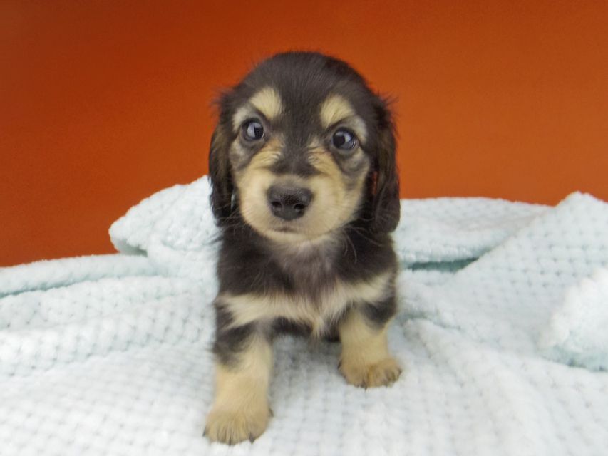 カニンヘン ダックスフンド コリン & スカッシュの子犬 ブラックイエロー（ブラッククリーム） 女の子