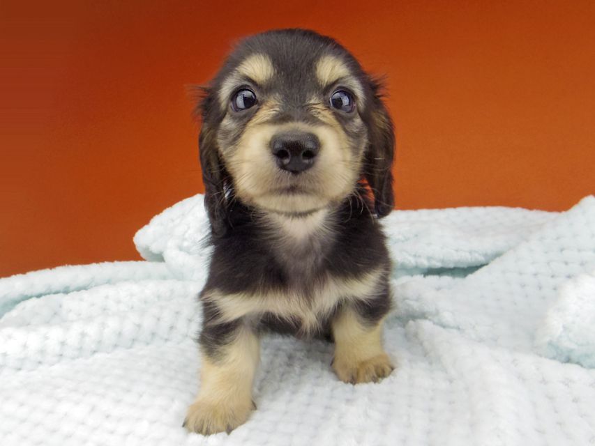 カニンヘン ダックスフンド コリン & スカッシュの子犬 ブラックイエロー（ブラッククリーム） 女の子