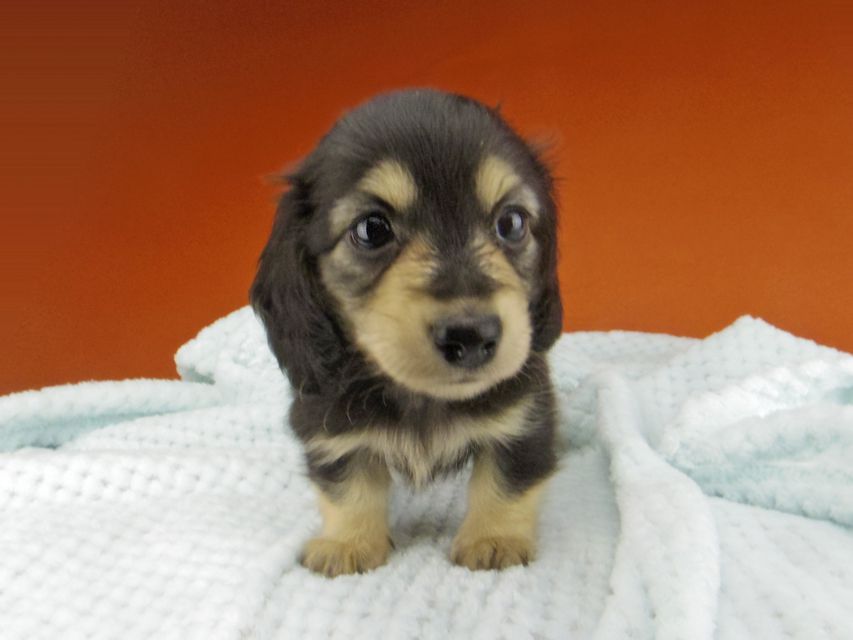 カニンヘン ダックスフンド コリン & スカッシュの子犬 ブラックイエロー（ブラッククリーム） 女の子