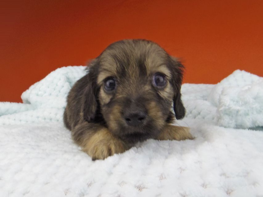 カニンヘン ダックスフンド シール & ブルースの子犬 イエロー（クリーム） 女の子（1）