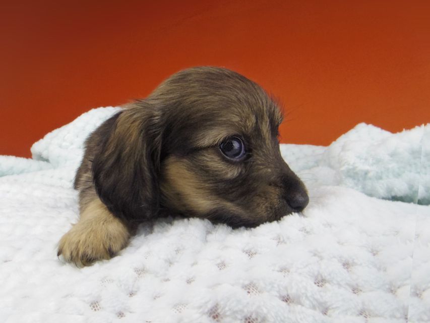 カニンヘン ダックスフンド シール & ブルースの子犬 イエロー（クリーム） 女の子（1）