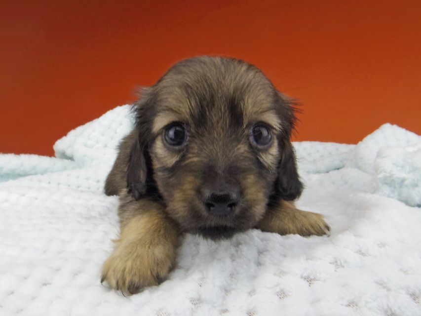 カニンヘン ダックスフンド シール & ブルースの子犬 イエロー（クリーム） 女の子（1）