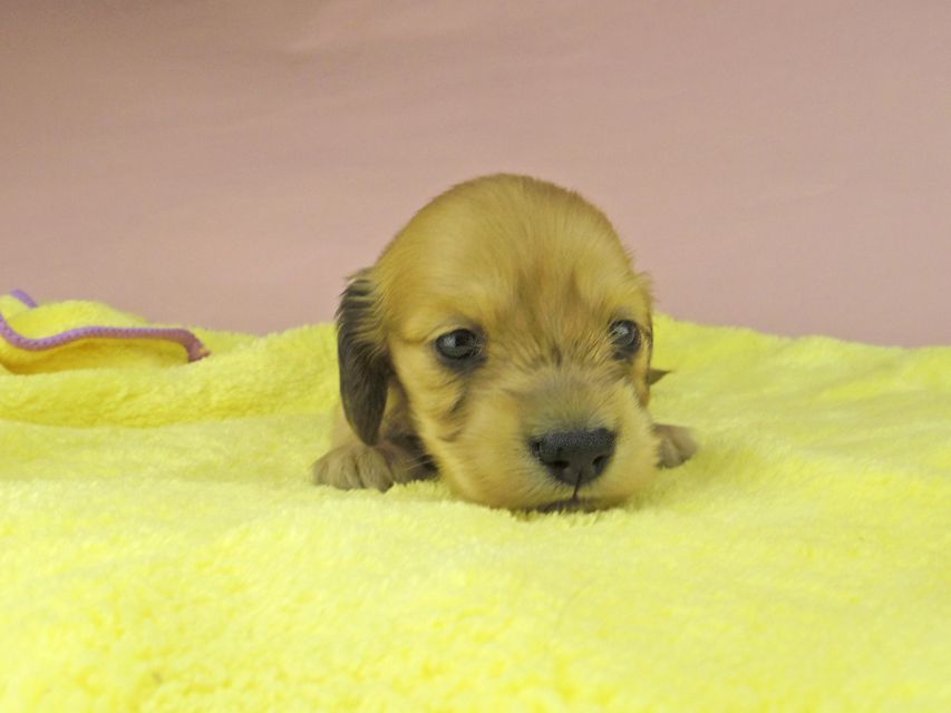 カニンヘン ダックスフンド シャーロットcs & たけるの子犬 イエロー（クリーム） 女の子（2）