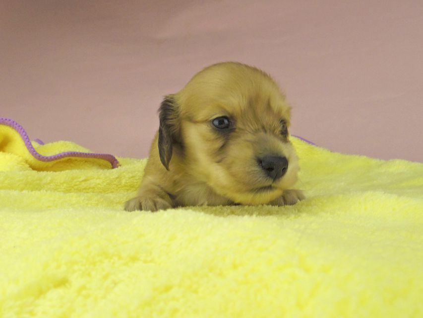 カニンヘン ダックスフンド シャーロットcs & たけるの子犬 イエロー（クリーム） 女の子（2）