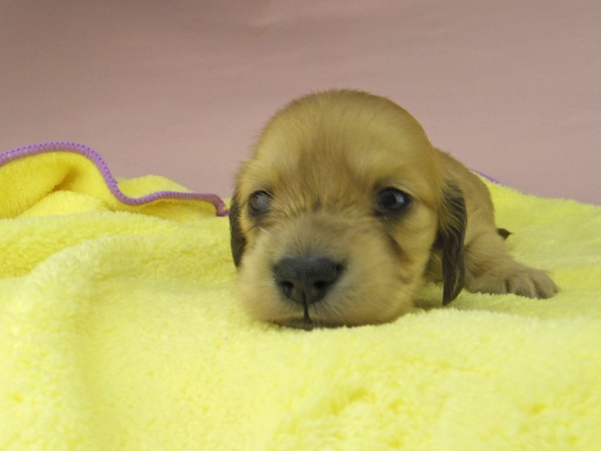 カニンヘン ダックスフンド シャーロットcs & たけるの子犬 イエロー（クリーム） 女の子（2）