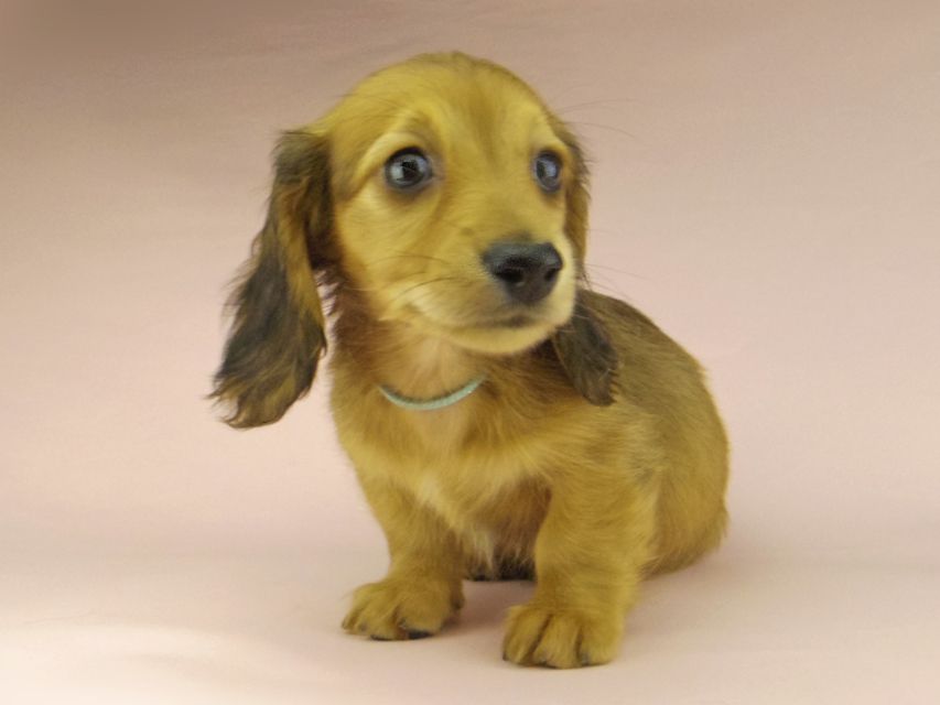 ミニチュアダックスフンド ロングヘアード ララ & 竹千代の子犬 レッド 男の子（2）