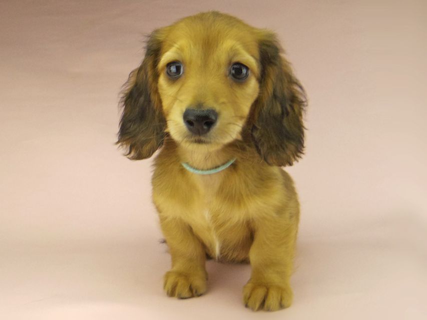 ミニチュアダックスフンド ロングヘアード ララ & 竹千代の子犬 レッド 男の子（2）