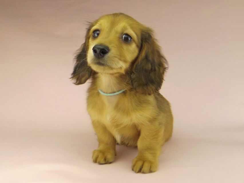 ミニチュアダックスフンド ロングヘアード ララ & 竹千代の子犬 レッド 男の子（2）