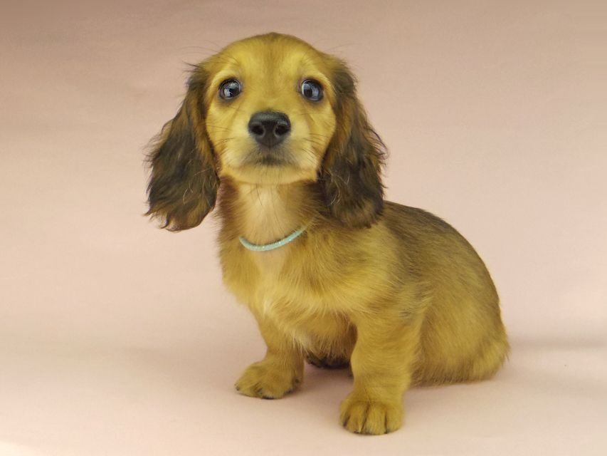 ミニチュアダックスフンド ロングヘアード ララ & 竹千代の子犬 レッド 男の子（2）