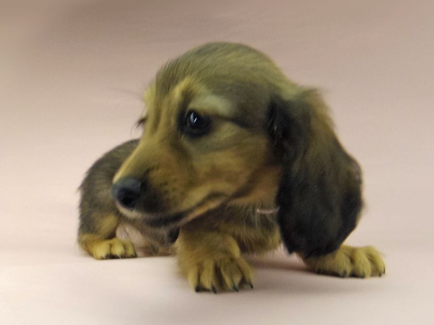 ミニチュアダックスフンド ロングヘアード ララ & 竹千代の子犬 イエロー（クリーム） 男の子（1）