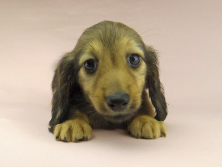 ミニチュアダックスフンド ロングヘアード ララ & 竹千代の子犬 イエロー（クリーム） 男の子（1）