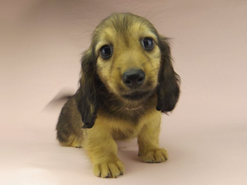 ミニチュアダックスフンド ロングヘアード ララ & 竹千代の子犬 イエロー（クリーム） 男の子（1）