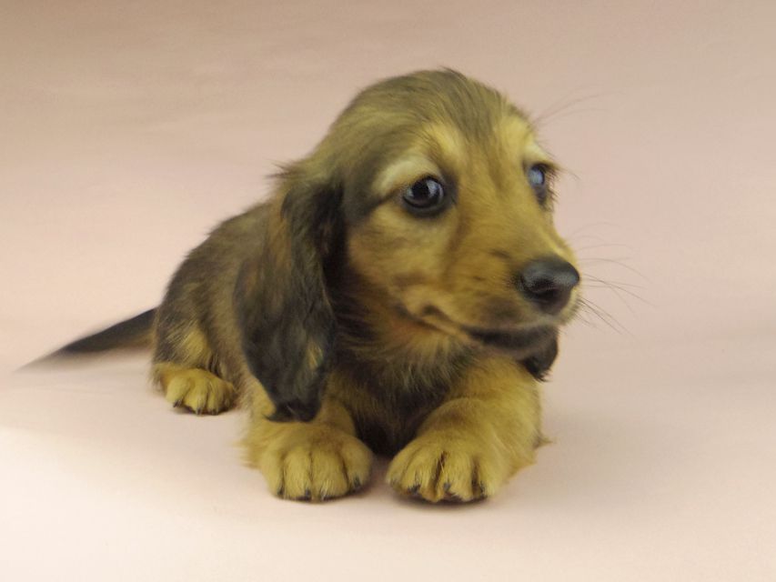 ミニチュアダックスフンド ロングヘアード ララ & 竹千代の子犬 イエロー（クリーム） 男の子（1）