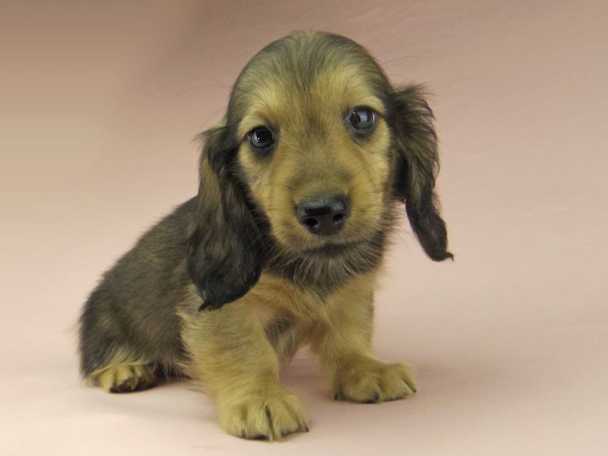 ミニチュアダックスフンド ロングヘアード ララ & 竹千代の子犬 イエロー（クリーム） 男の子（2）