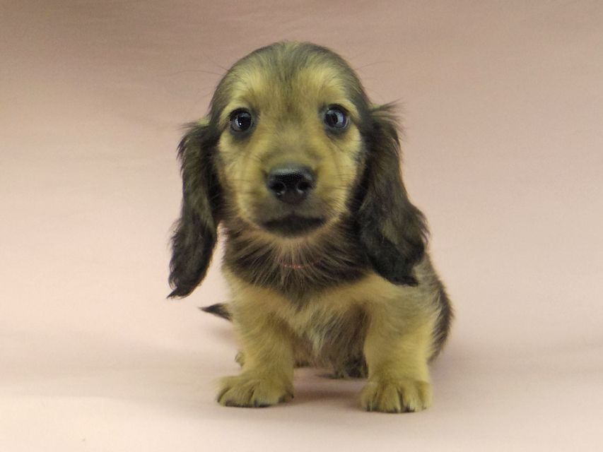 ミニチュアダックスフンド ロングヘアード ララ & 竹千代の子犬 イエロー（クリーム） 男の子（2）