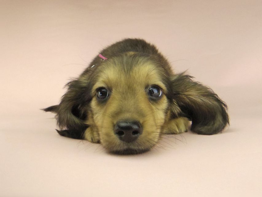 ミニチュアダックスフンド ロングヘアード ララ & 竹千代の子犬 イエロー（クリーム） 男の子（2）