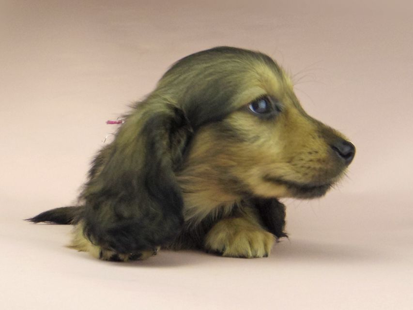 ミニチュアダックスフンド ロングヘアード ララ & 竹千代の子犬 イエロー（クリーム） 男の子（2）