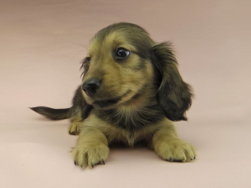 ミニチュアダックスフンド ロングヘアード ララ & 竹千代の子犬 イエロー（クリーム） 男の子（2）