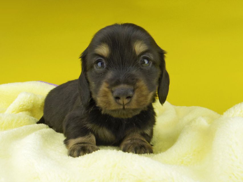 カニンヘン ダックスフンド パセリkk & ナイトの子犬 ブラックイエロー（ブラッククリーム） 男の子