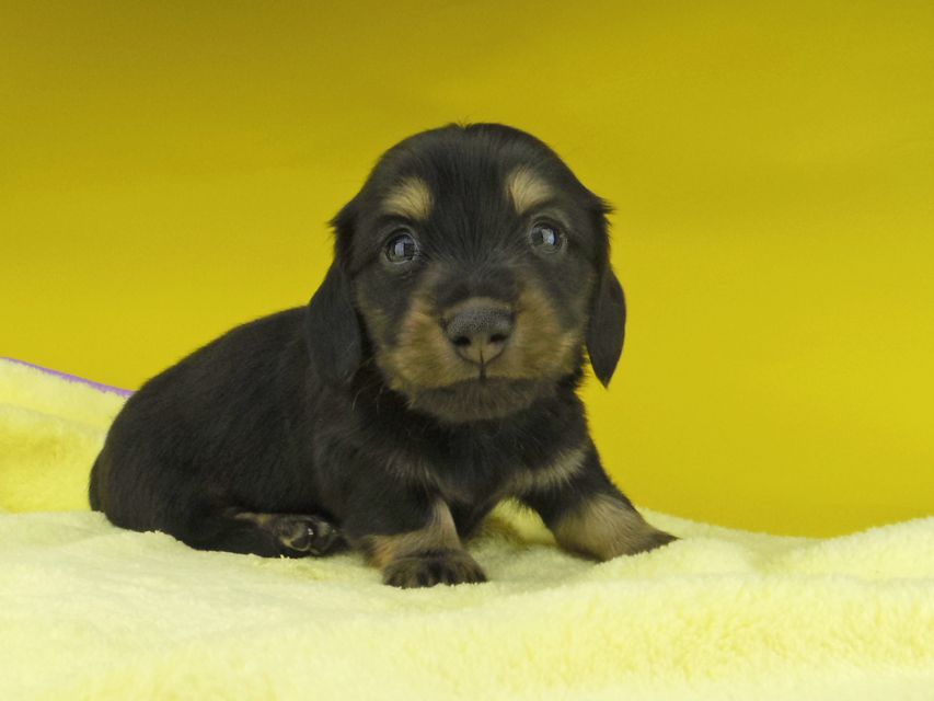 カニンヘン ダックスフンド パセリkk & ナイトの子犬 ブラックイエロー（ブラッククリーム） 男の子