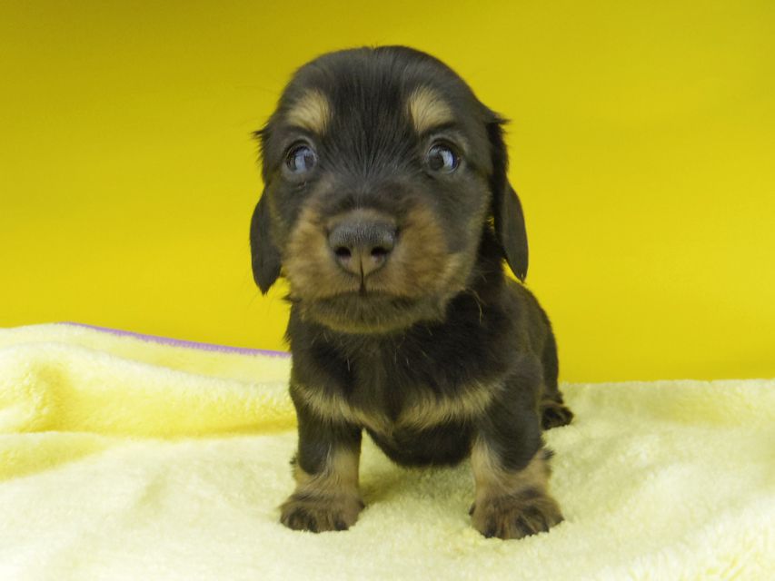 カニンヘン ダックスフンド パセリkk & ナイトの子犬 ブラックイエロー（ブラッククリーム） 男の子