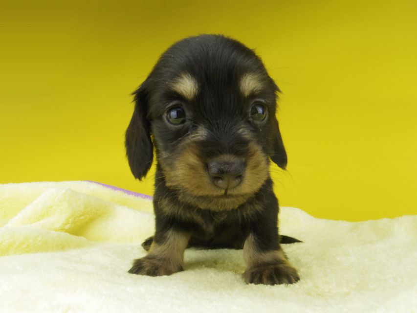カニンヘン ダックスフンド パセリkk & ナイトの子犬 ブラックイエロー（ブラッククリーム） 女の子