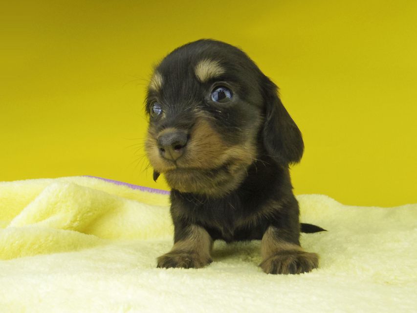 カニンヘン ダックスフンド パセリkk & ナイトの子犬 ブラックイエロー（ブラッククリーム） 女の子