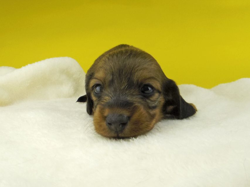 カニンヘン ダックスフンド トマトkk & 竹千代の子犬 レッド 女の子