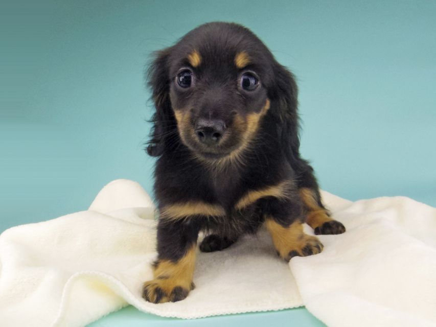 カニンヘン ダックスフンド 小町hp & ブルースの子犬 ブラタン 女の子