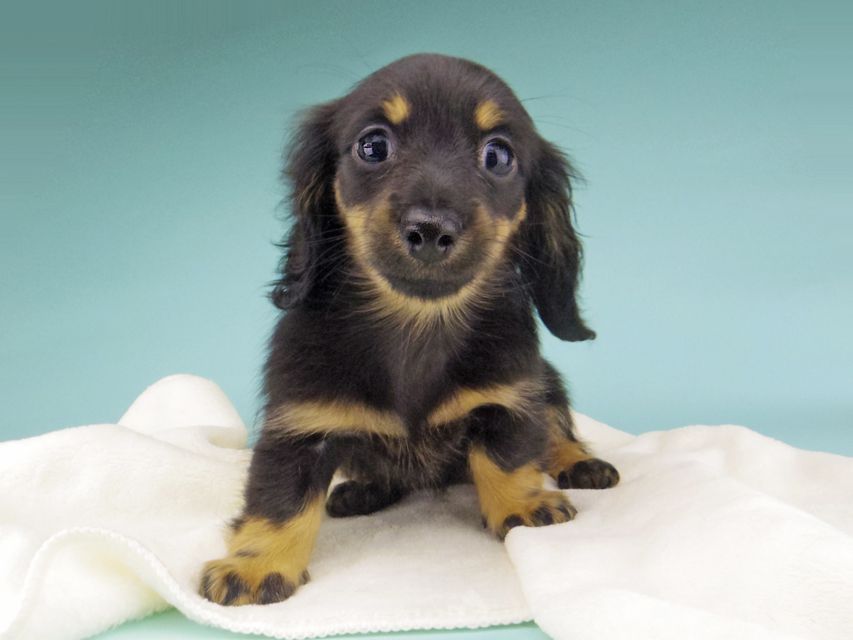 カニンヘン ダックスフンド 小町hp & ブルースの子犬 ブラタン 女の子