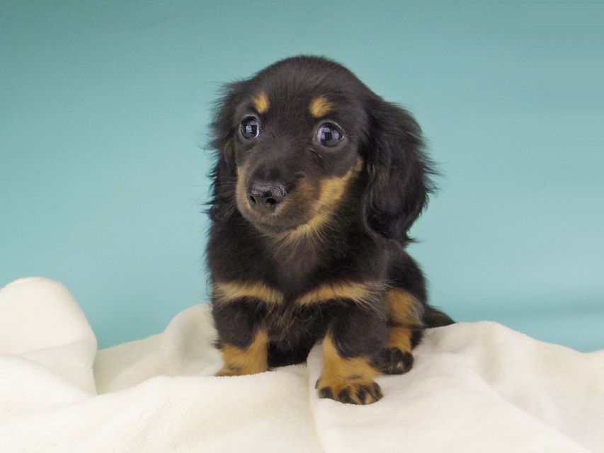 カニンヘン ダックスフンド 小町hp & ブルースの子犬 ブラタン 女の子