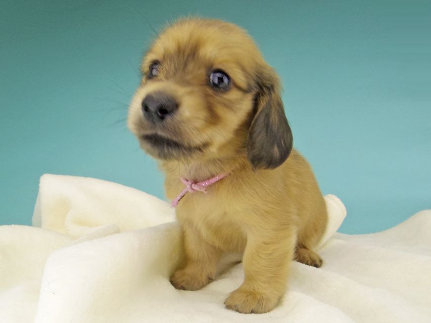 カニンヘン ダックスフンド シャーロットcs & たけるの子犬 イエロー（クリーム） 女の子（1）