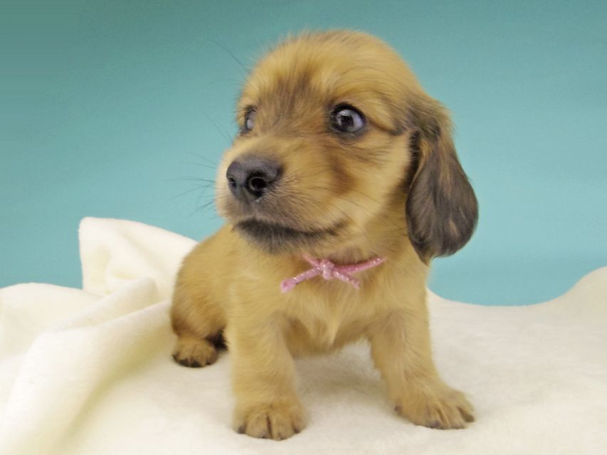 カニンヘン ダックスフンド シャーロットcs & たけるの子犬 イエロー（クリーム） 女の子（1）