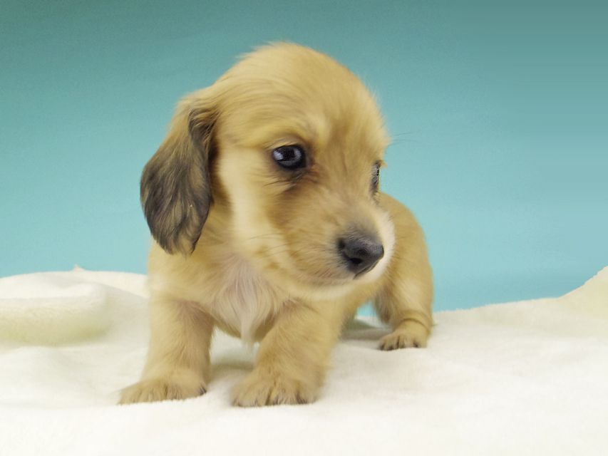 カニンヘン ダックスフンド シャーロットcs & たけるの子犬 イエロー（クリーム） 女の子（2）