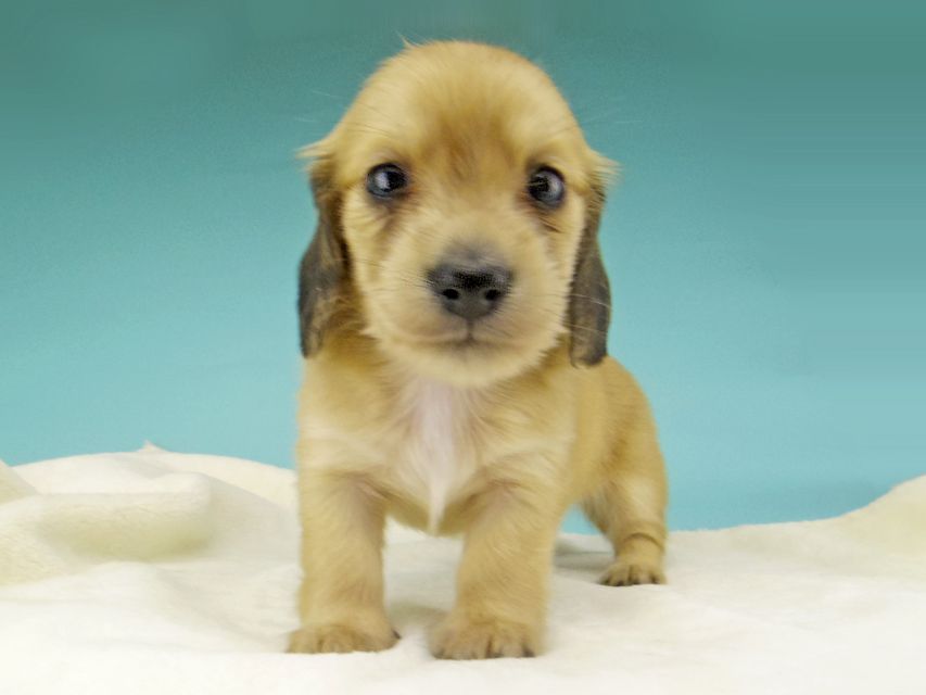 カニンヘン ダックスフンド シャーロットcs & たけるの子犬 イエロー（クリーム） 女の子（2）